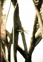beanscreen detail-2